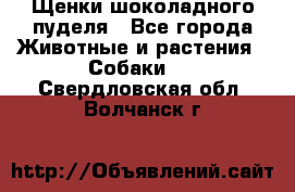 Щенки шоколадного пуделя - Все города Животные и растения » Собаки   . Свердловская обл.,Волчанск г.